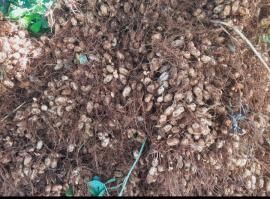 HARGA KACANG TANAH MELEJIT HASIL PANEN MENURUN